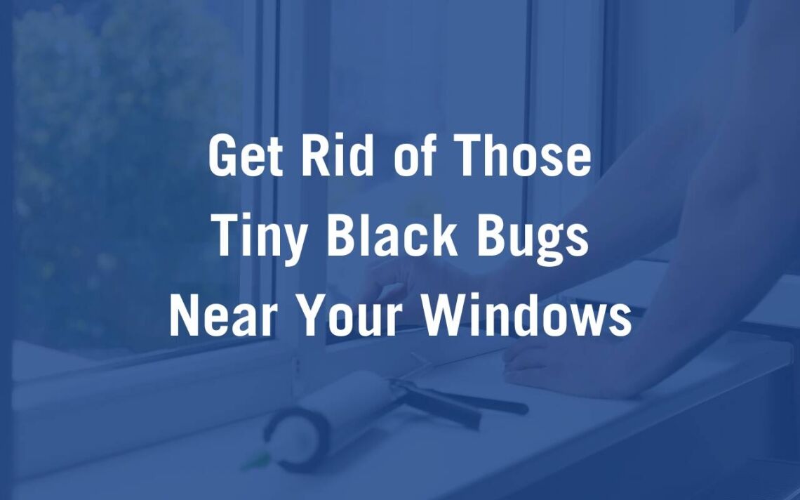Tiny Black Bugs In House Near Windows